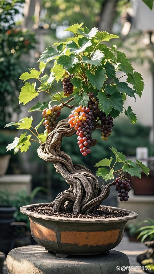 葡萄盆栽能结果吗？-第1张图片-吾爱花网
