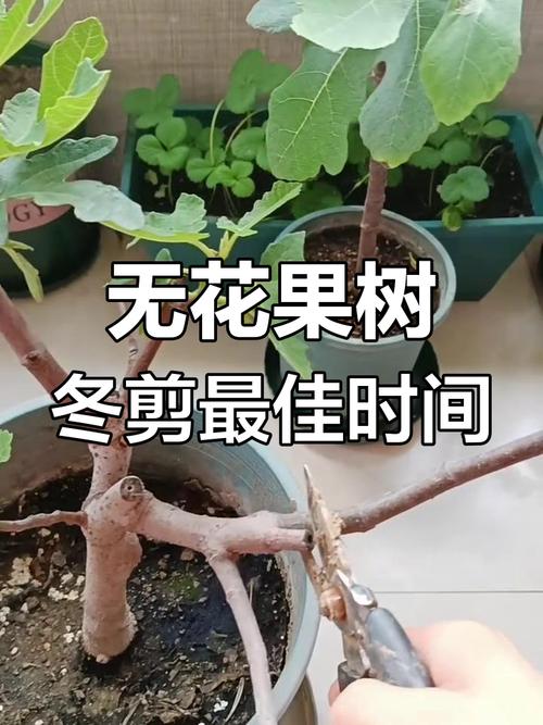 盆栽无花果怎么养才结果？-第1张图片-吾爱花网