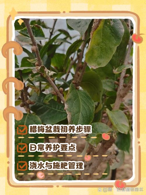 冬季梅花盆栽怎么养才开花？-第2张图片-吾爱花网