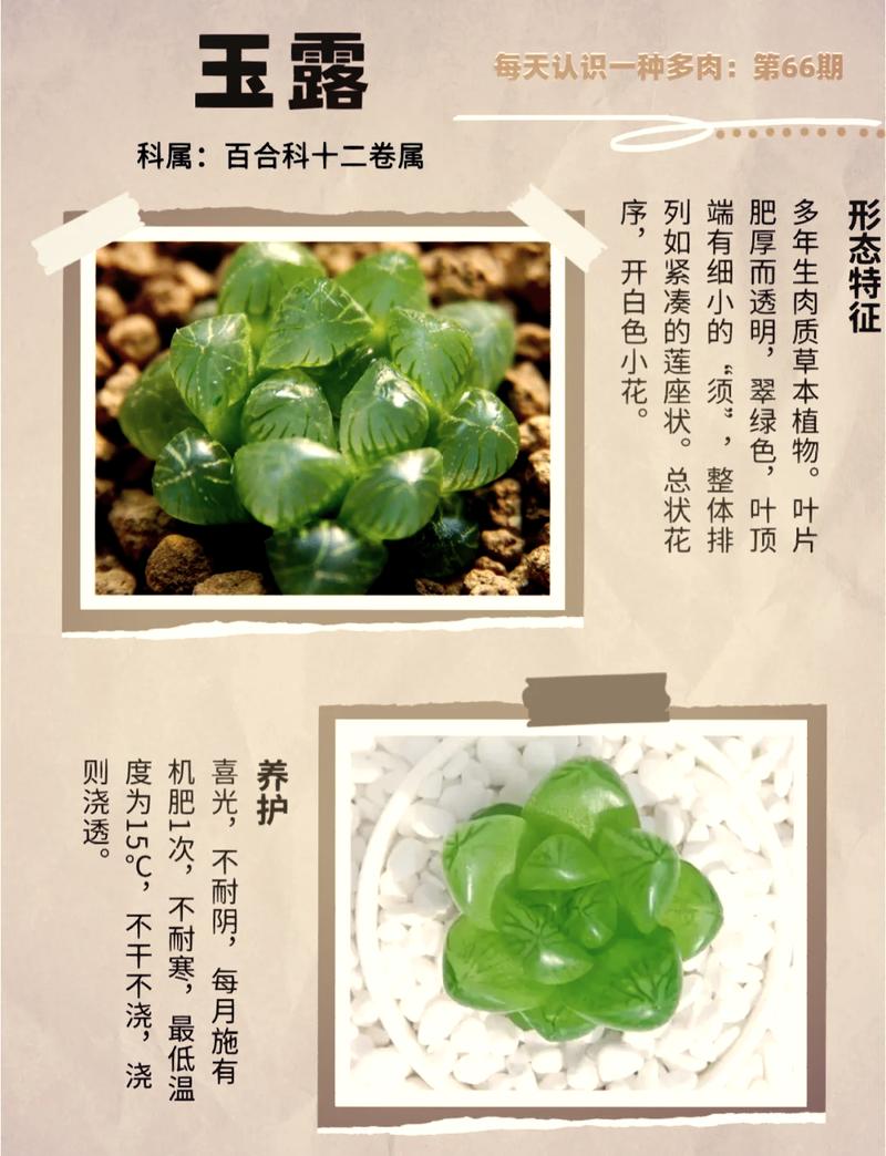 玉露开花后要剪掉吗？-第1张图片-吾爱花网