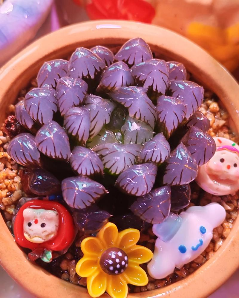 玉露开花后要剪掉吗？-第2张图片-吾爱花网