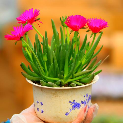 浦东龙大花卉的多肉有何特色？-第2张图片-吾爱花网