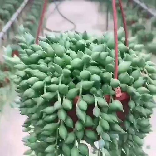 水培佛珠怎么繁殖？-第2张图片-吾爱花网