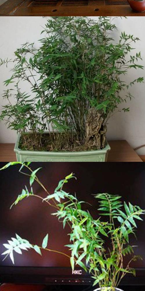 盆栽竹子的品种有几个-第1张图片-吾爱花网