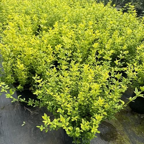 盆栽黄素馨如何开花多？-第1张图片-吾爱花网