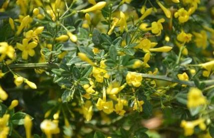 盆栽黄素馨如何开花多？-第2张图片-吾爱花网