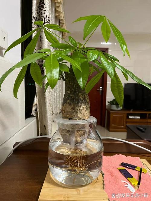发财树取芽水培可行吗？-第2张图片-吾爱花网