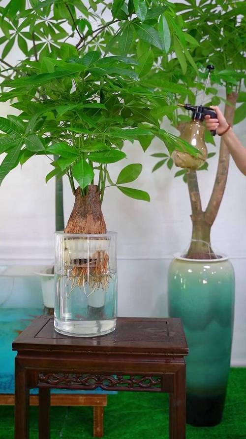 发财树取芽水培可行吗?-第1张图片-吾爱花网 发财树取芽水培可行吗?-第1张图片-吾爱花网
