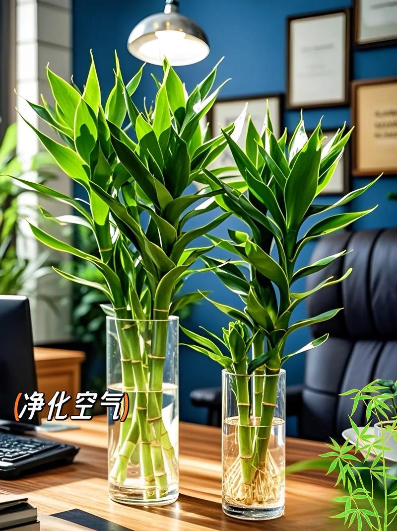 水培观音竹斜口怎么切才正确？-第2张图片-吾爱花网