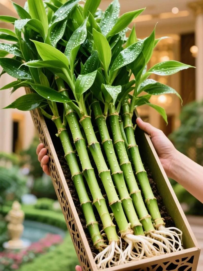 水培观音竹斜口怎么切才正确？-第1张图片-吾爱花网