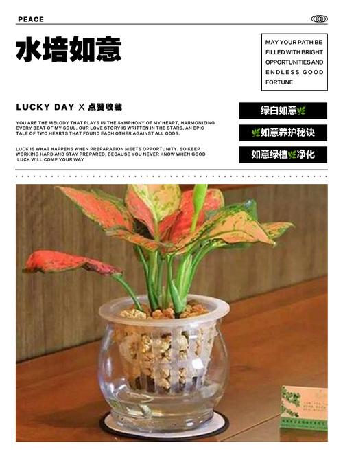 如意水培换水周期是多久？-第1张图片-吾爱花网