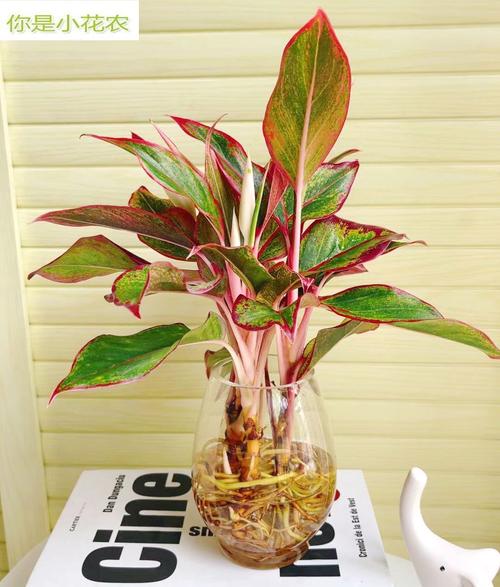 如意水培换水周期是多久？-第2张图片-吾爱花网