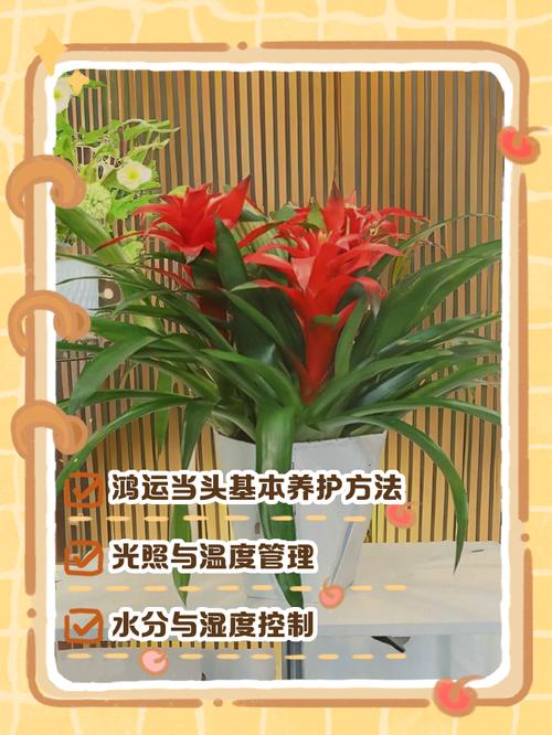 如意水培换水周期是多久？-第3张图片-吾爱花网