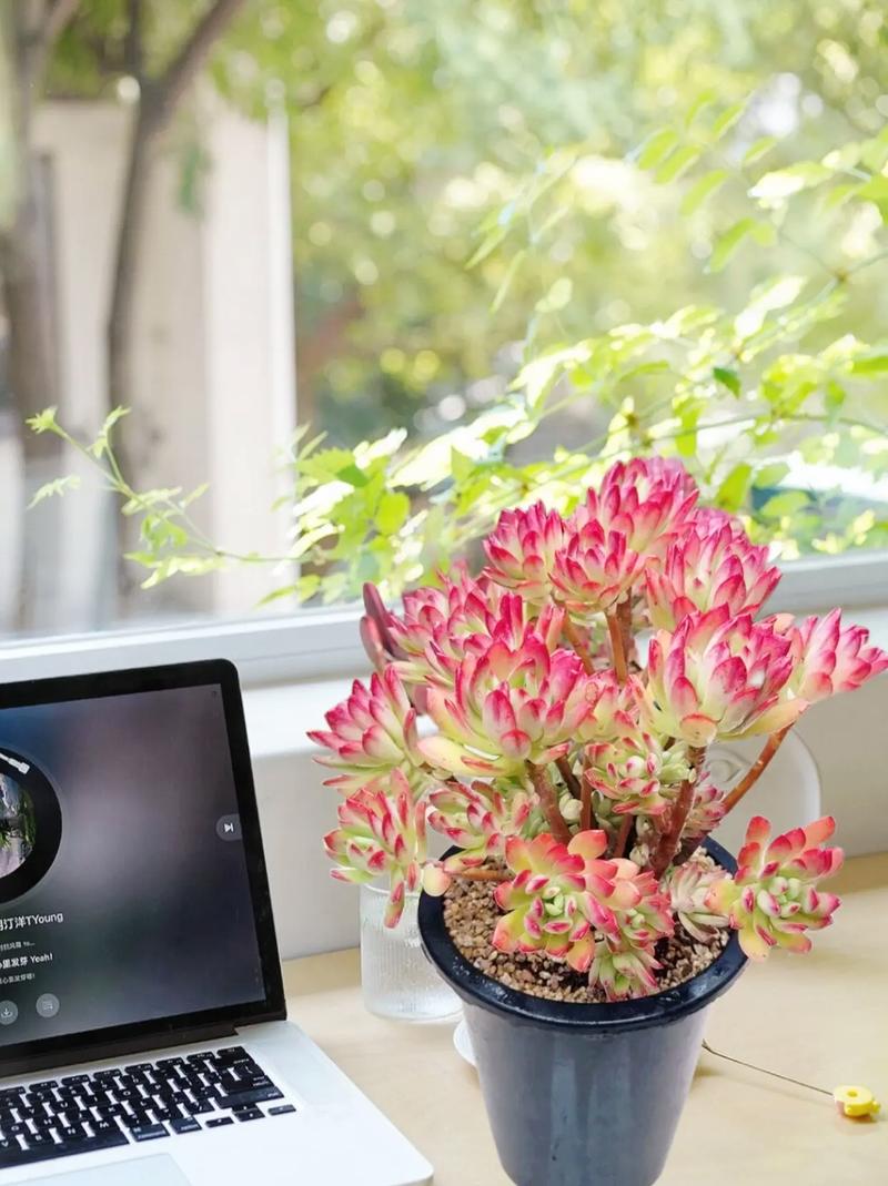 多肉玫瑰开花怎么抑制？-第2张图片-吾爱花网