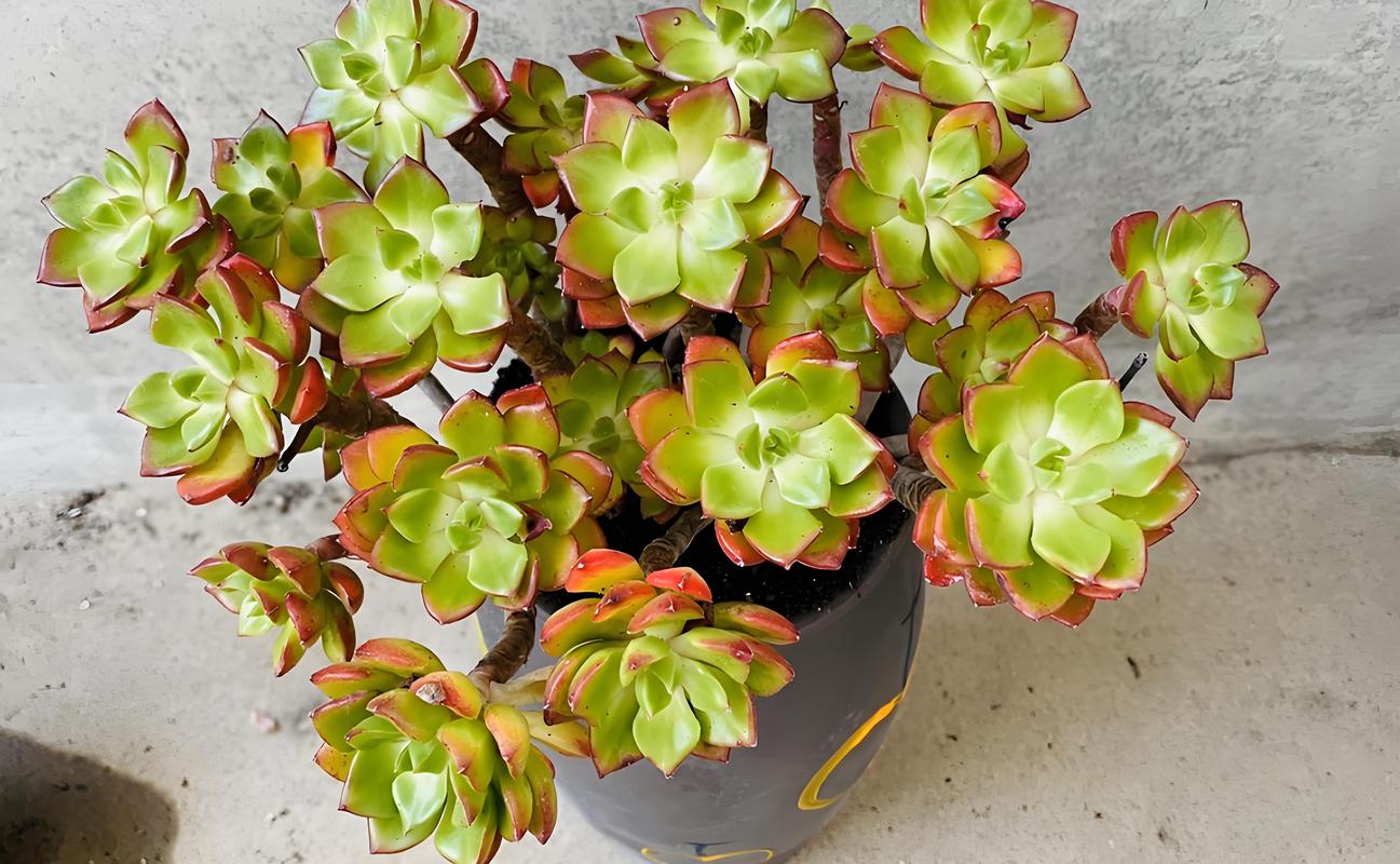 多肉玫瑰开花怎么抑制？-第3张图片-吾爱花网