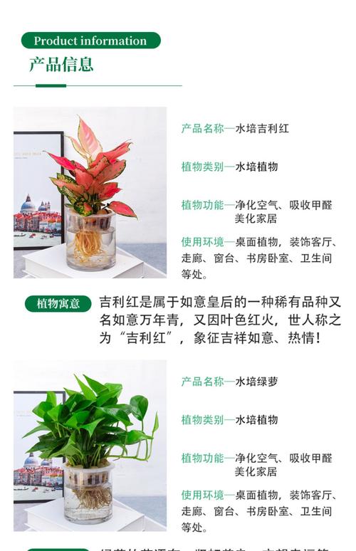 水培一帆风顺怎么扦插？-第2张图片-吾爱花网