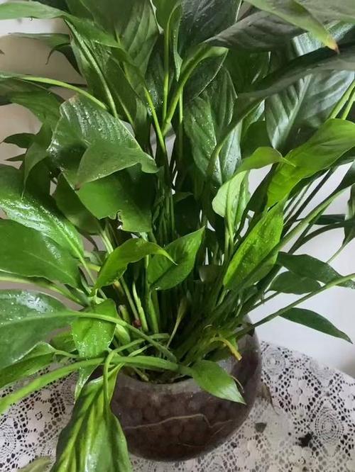 水培一帆风顺怎么扦插？-第3张图片-吾爱花网