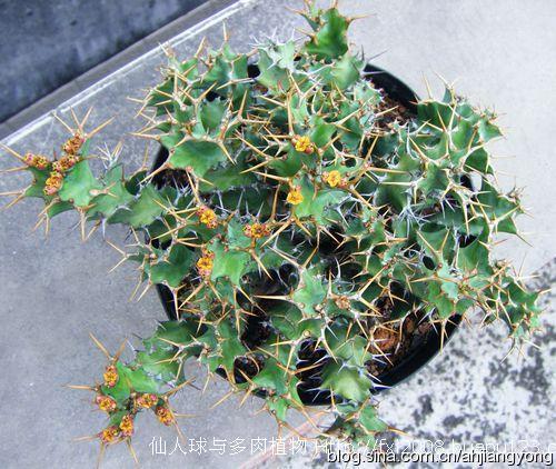 旋风麒麟多肉价格多少？-第1张图片-吾爱花网