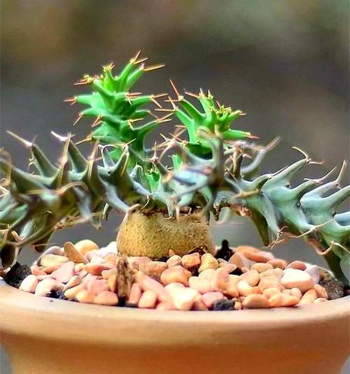 旋风麒麟多肉价格多少？-第2张图片-吾爱花网