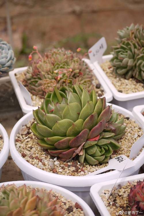 云南多肉大棚批发哪里好？价格实惠吗？-第2张图片-吾爱花网