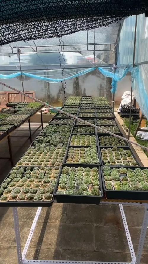 云南多肉大棚批发哪里好？价格实惠吗？-第3张图片-吾爱花网