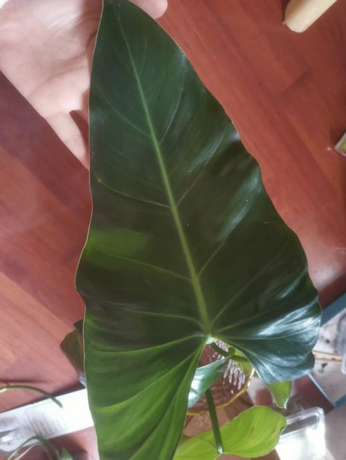 绿宝石喜林芋水培怎么养？-第1张图片-吾爱花网