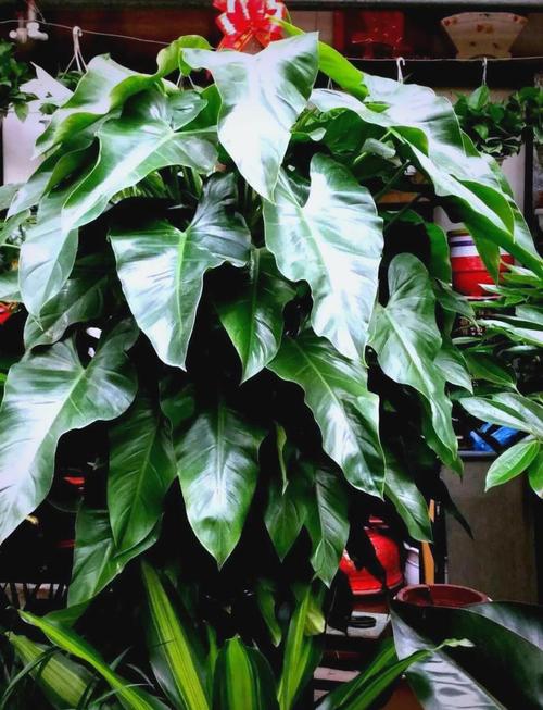 绿宝石喜林芋水培怎么养？-第2张图片-吾爱花网