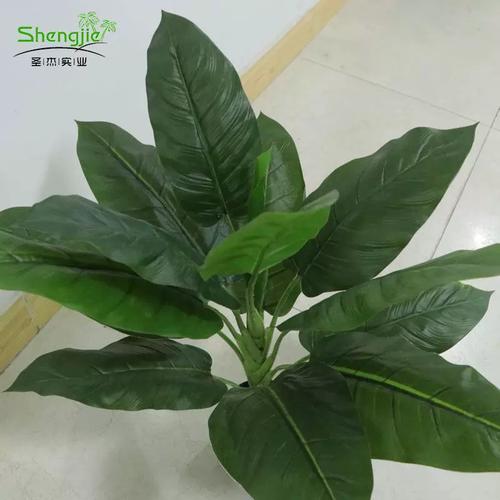 绿宝石喜林芋水培怎么养？-第3张图片-吾爱花网