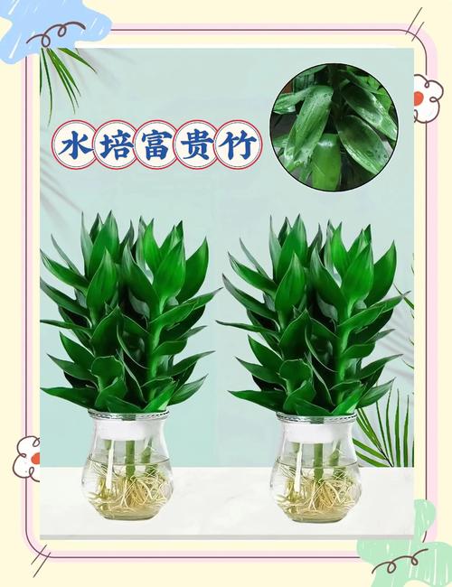 水培富贵竹冬天如何养护？-第2张图片-吾爱花网