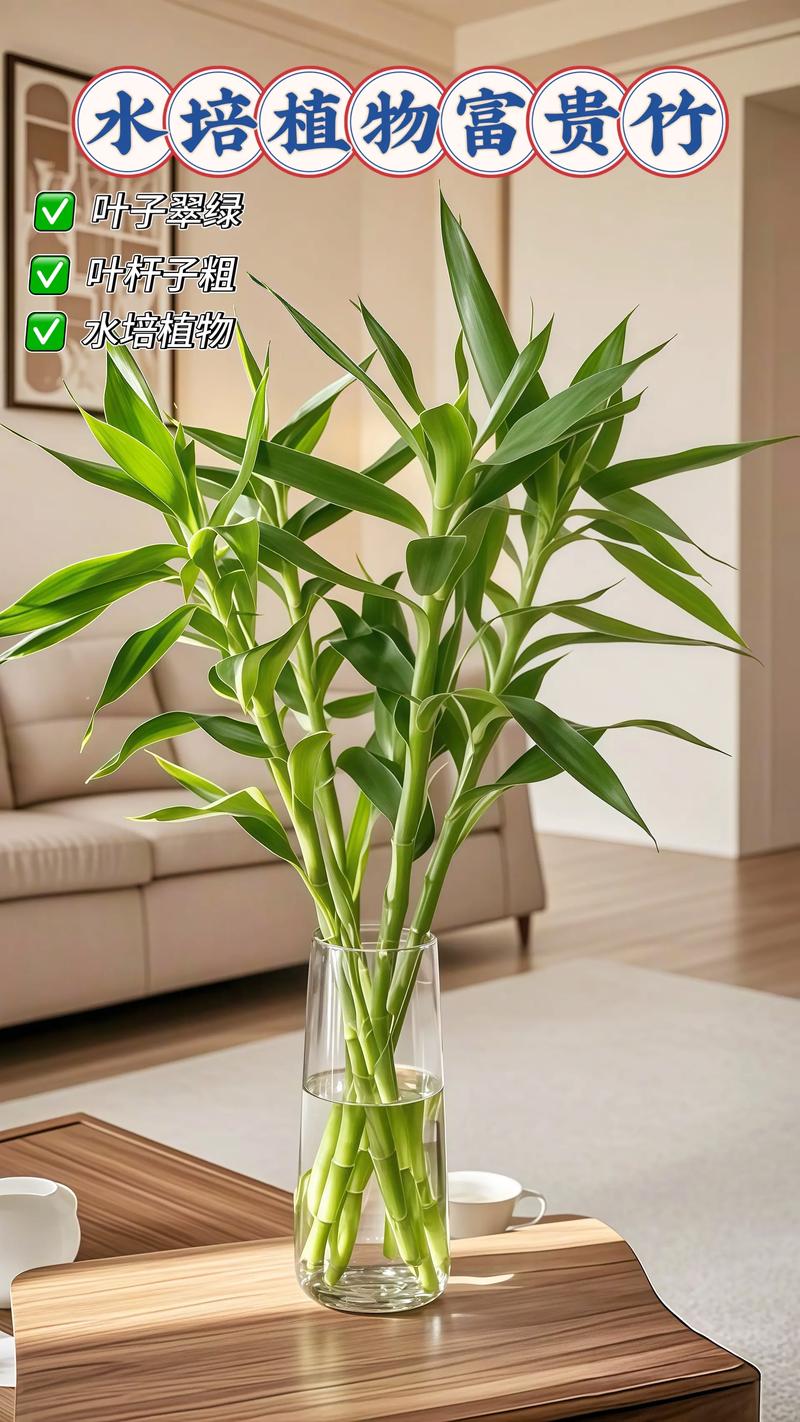 水培富贵竹冬天如何养护？-第3张图片-吾爱花网