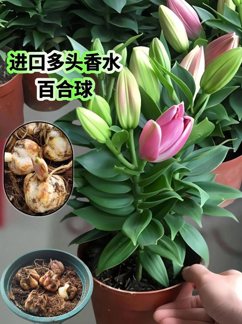 香水百合球水培怎么养？-第2张图片-吾爱花网