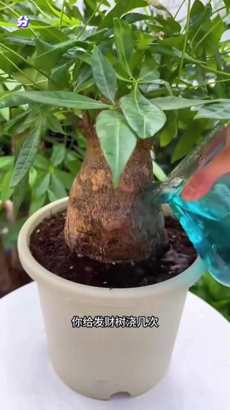 营养液倒多了怎么办？植物会死吗？-第2张图片-吾爱花网