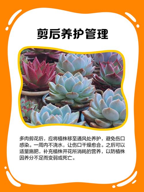 多肉开花后要剪吗？-第1张图片-吾爱花网