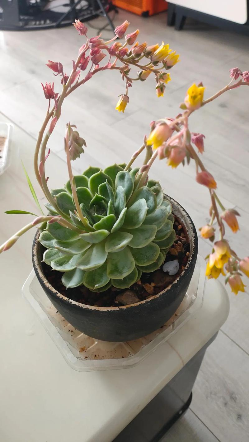 多肉开花后要剪吗？-第2张图片-吾爱花网