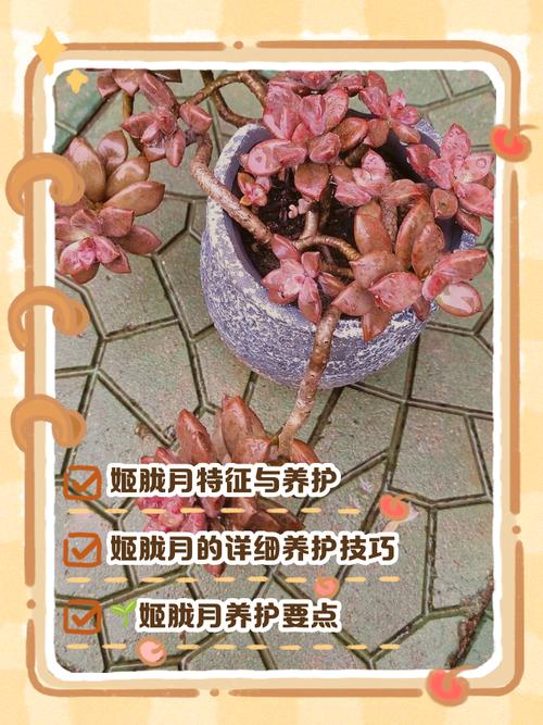 多肉开花后要剪吗？-第3张图片-吾爱花网