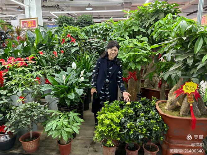 哈尔滨哪里能买到优质盆栽花卉？-第1张图片-吾爱花网