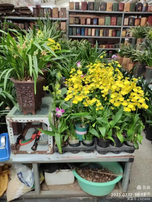哈尔滨哪里能买到优质盆栽花卉？-第2张图片-吾爱花网