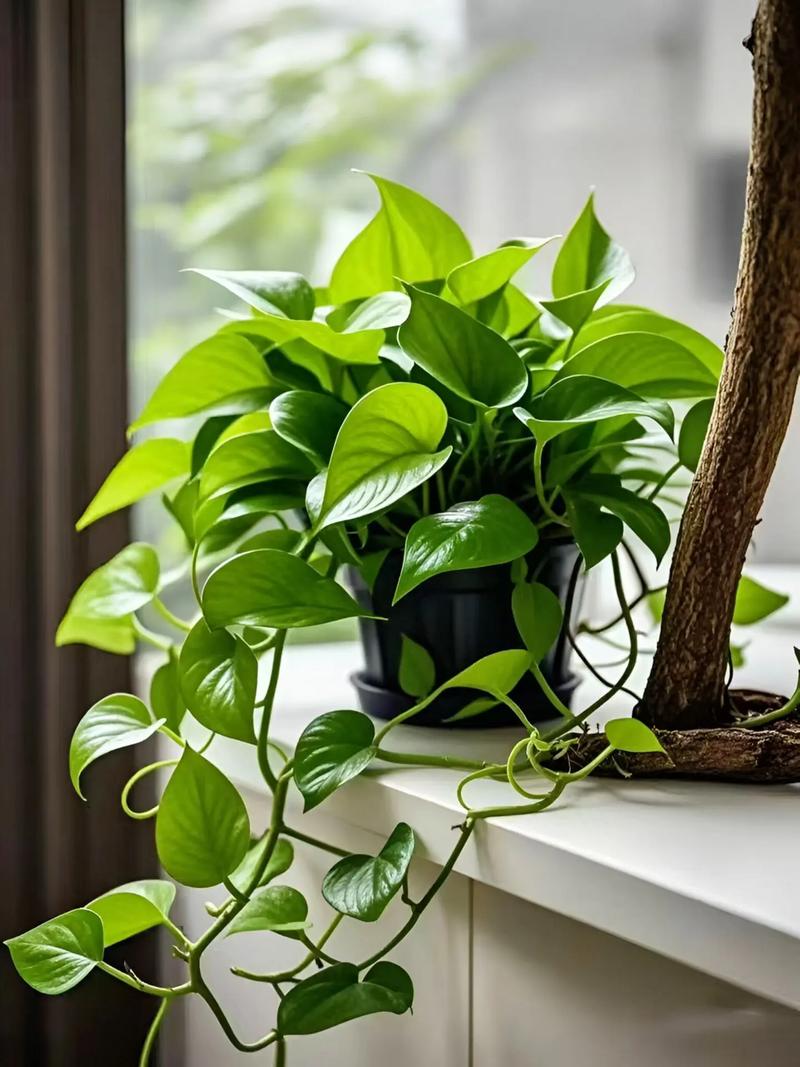 水培绿萝开的花的图片-第1张图片-吾爱花网