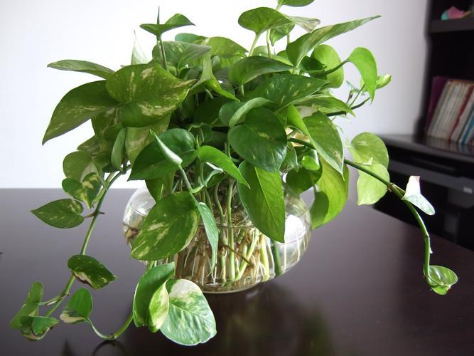 水培绿萝开的花的图片-第2张图片-吾爱花网