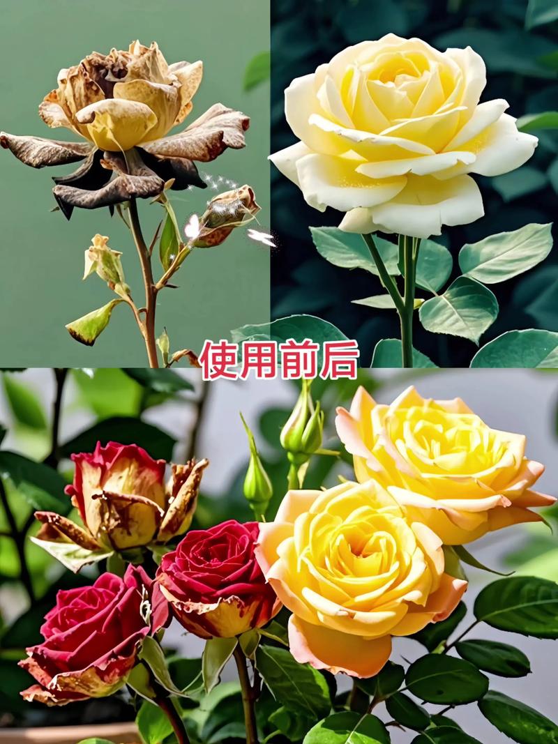 盆栽月季花施什么肥好？-第1张图片-吾爱花网