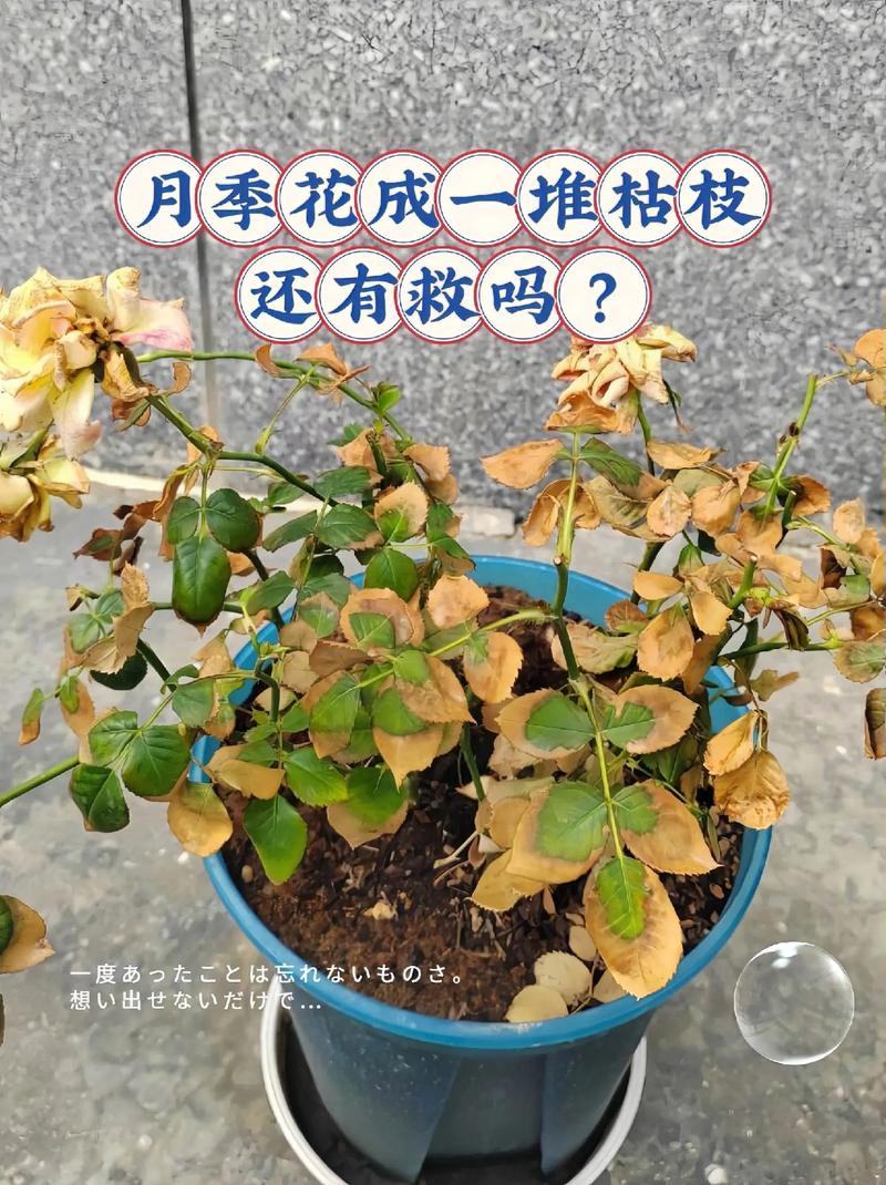 盆栽月季花施什么肥好？-第2张图片-吾爱花网
