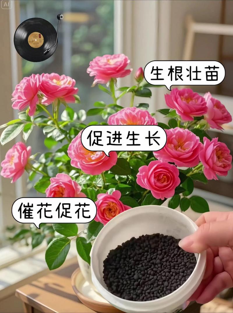 盆栽月季花施什么肥好？-第3张图片-吾爱花网
