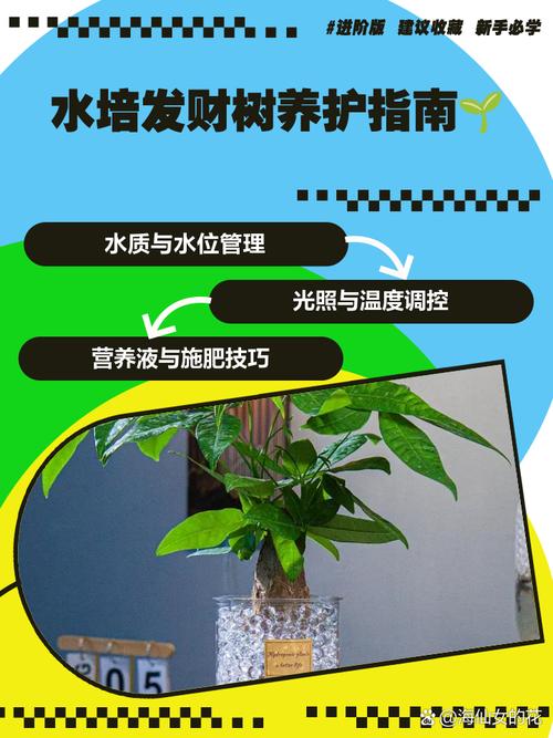 水培发财树如何促高生长？-第1张图片-吾爱花网
