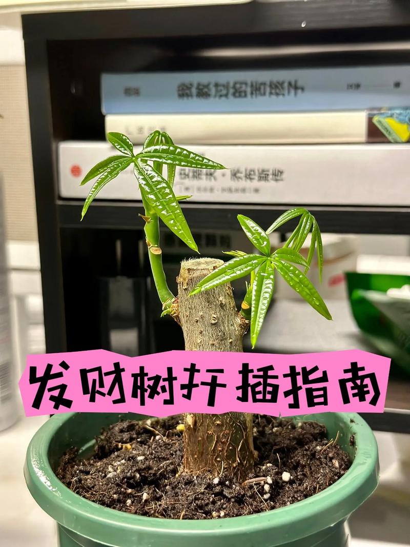 水培发财树如何促高生长？-第2张图片-吾爱花网