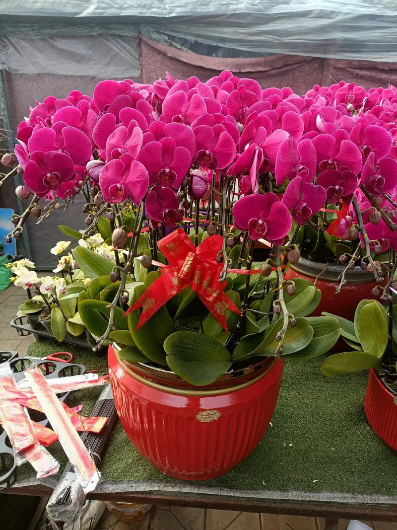 春节什么盆栽花卉好卖-第1张图片-吾爱花网