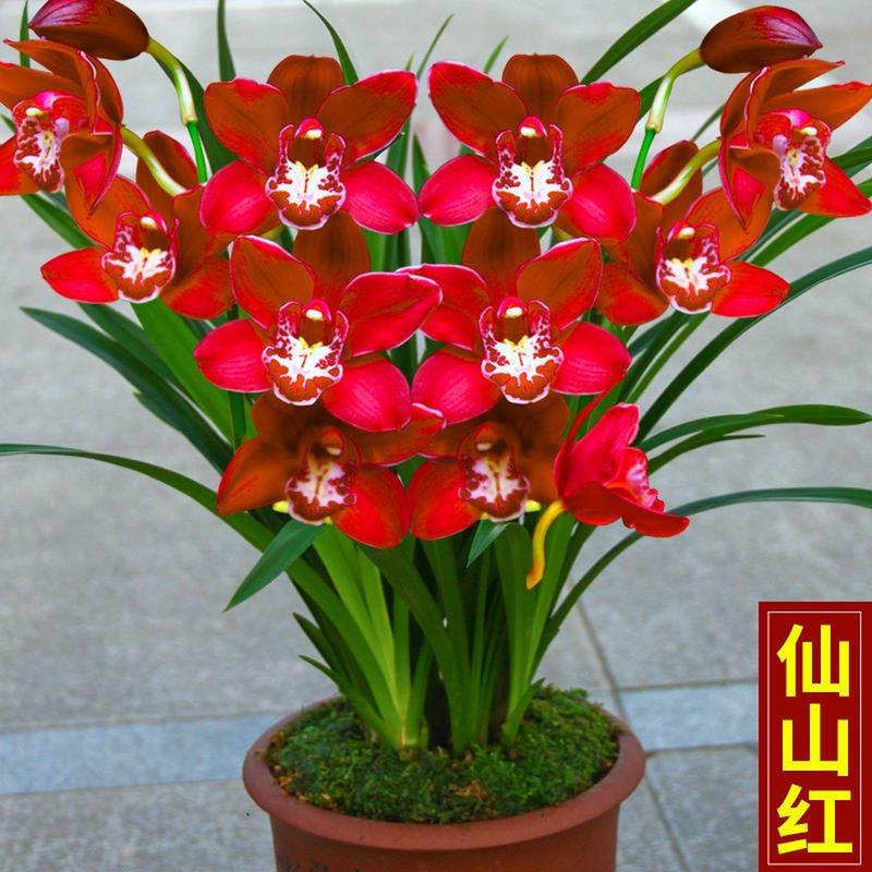 春节什么盆栽花卉好卖-第3张图片-吾爱花网