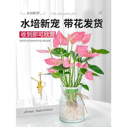 水培粉掌如何才能多开花？-第1张图片-吾爱花网