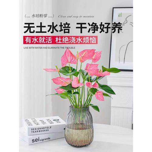 水培粉掌如何才能多开花？-第2张图片-吾爱花网