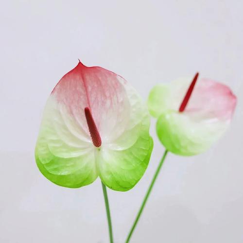 水培粉掌如何才能多开花？-第3张图片-吾爱花网