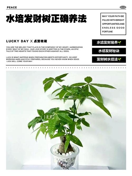 水培发财树能转土培吗？-第1张图片-吾爱花网